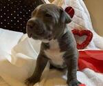 Small Photo #8 American Bully Puppy For Sale in OCALA, FL, USA