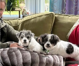 Lucia - Female Shih Tzu Dog for Adoption - Photo #3