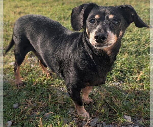 Medium Photo #2 Chiweenie Puppy For Sale in Shelbyville, TN, USA