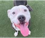 Small American Pit Bull Terrier