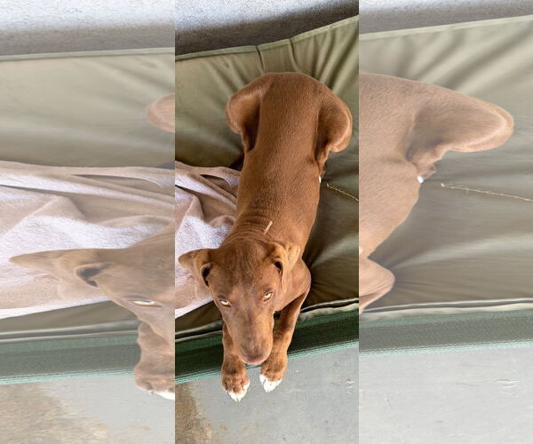 Medium Photo #2 Doberman Pinscher-Retriever  Mix Puppy For Sale in Apple Valley, CA, USA