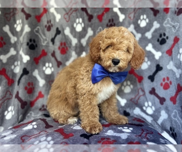 Medium Photo #3 Poodle (Miniature) Puppy For Sale in LAKELAND, FL, USA