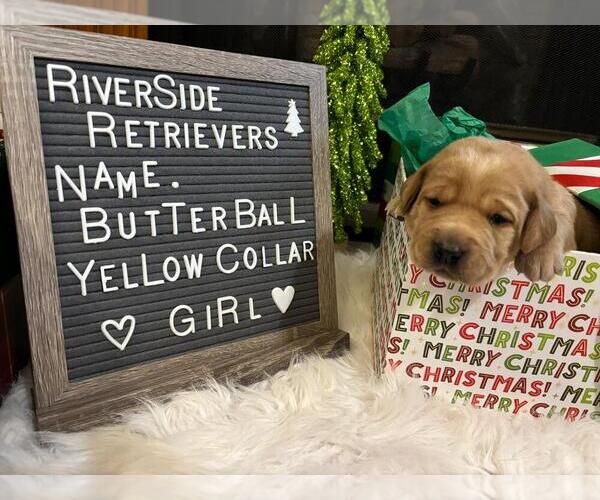 Medium Photo #9 Labrador Retriever Puppy For Sale in MOUNT AIRY, NC, USA