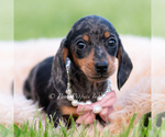Puppy Sadie AKC Dachshund