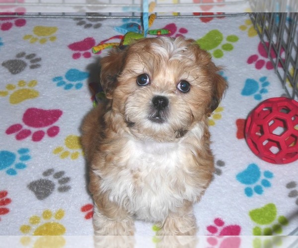 Medium Photo #18 ShihPoo Puppy For Sale in ORO VALLEY, AZ, USA