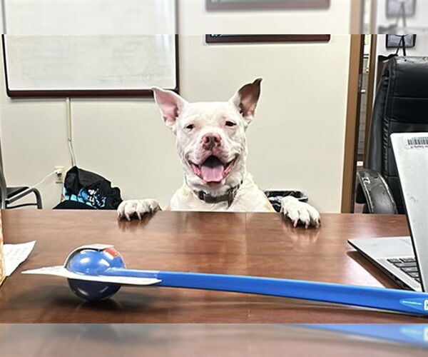 Medium Photo #7 Staffordshire Bull Terrier Puppy For Sale in Ocala, FL, USA