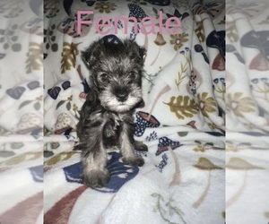 Schnauzer (Miniature) Puppy for sale in BAINBRIDGE, GA, USA