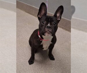 French Bulldog-Unknown Mix Dogs for adoption in Las Vegas, NV, USA
