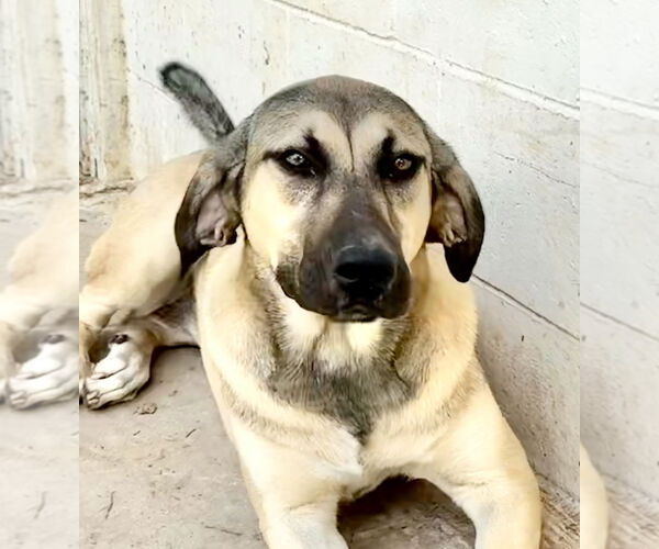 Medium Photo #23 Anatolian Shepherd-Rhodesian Ridgeback Mix Puppy For Sale in Higley, AZ, USA