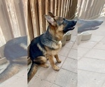 Small Photo #19 German Shepherd Dog Puppy For Sale in HESPERIA, CA, USA