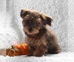 Small Photo #2 Havanese-Poodle (Toy) Mix Puppy For Sale in CHRISTIANA, PA, USA