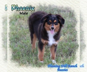 Miniature Australian Shepherd Puppy for sale in FORESTBURG, TX, USA