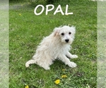 Small Schnoodle (Miniature)