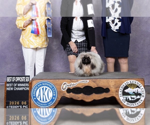 Medium Photo #1 Pekingese Puppy For Sale in BUTTE, MT, USA