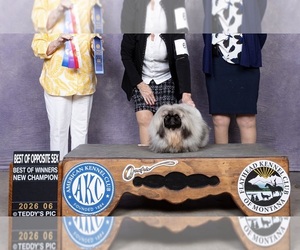Father of the Pekingese puppies born on 08/22/2026