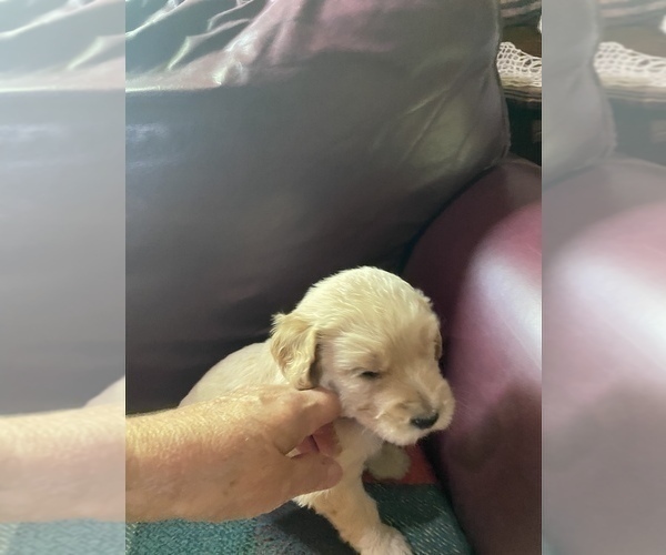 Medium Photo #6 Goldendoodle Puppy For Sale in GIBBON, NE, USA