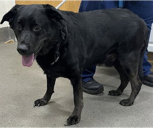 Labrador Retriever Dogs for adoption in Forestville, MD, USA