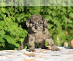 Small #6 Poodle (Toy)