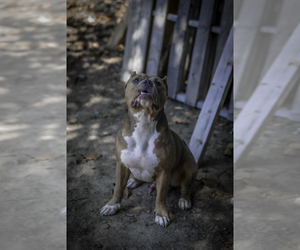 Father of the American Bully puppies born on 06/15/2026