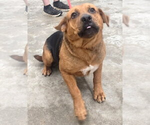 Mutt Dogs for adoption in Wetumpka, AL, USA