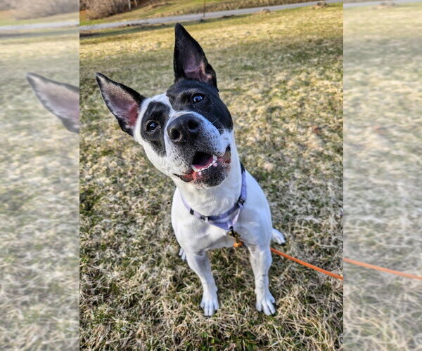 Medium Photo #35 Mutt Puppy For Sale in Gloversville, NY, USA