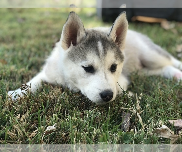 Medium Photo #2 Wolf Hybrid Puppy For Sale in HARRISON, AR, USA
