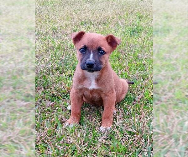 Medium Photo #1 German Shepherd Dog-Unknown Mix Puppy For Sale in Conroe, TX, USA