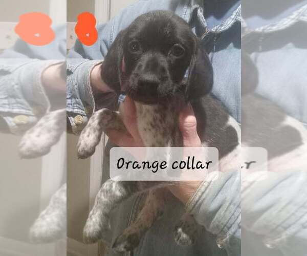 Medium Photo #2 German Shorthaired Pointer Puppy For Sale in RICHMOND, MO, USA