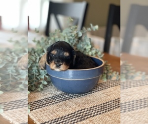 Cavapoo Puppy for sale in COAL CITY, IN, USA