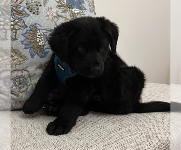 Medium Photo #2 Great Pyrenees-Unknown Mix Puppy For Sale in Brooklyn, NY, USA