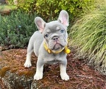 Puppy 1 French Bulldog