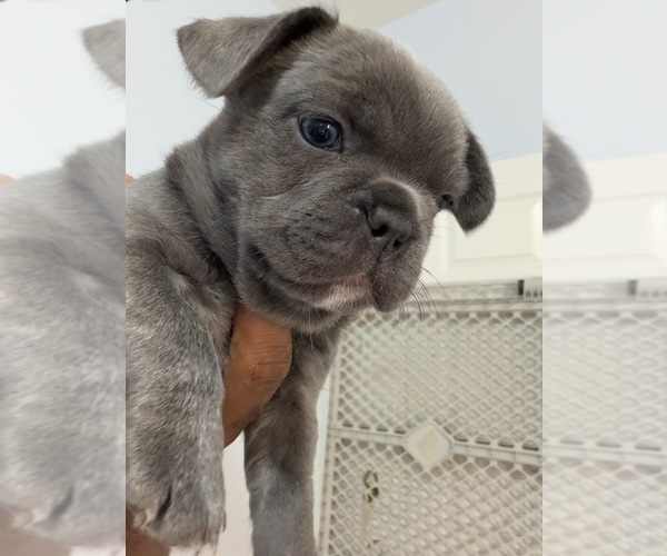 Medium Photo #9 French Bulldog Puppy For Sale in ARVERNE, NY, USA