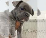 Small #8 French Bulldog