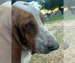Small #4 Basset Hound
