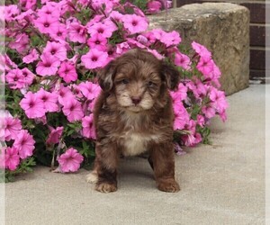 Aussiedoodle Miniature  Puppy for sale in FREDERICKSBURG, OH, USA