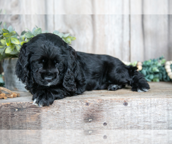 Medium Photo #16 Cocker Spaniel Puppy For Sale in BALTIC, OH, USA