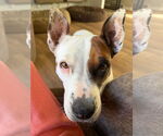 Small #2 American Pit Bull Terrier Mix