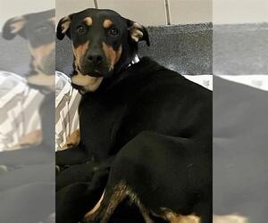 Doberman Pinscher-Unknown Mix Dogs for adoption in San Antonio, TX, USA