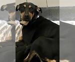Small Doberman Pinscher Mix
