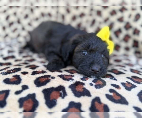 Medium Photo #3 Aussiedoodle Miniature  Puppy For Sale in LAKELAND, FL, USA