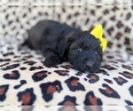 Small #2 Aussiedoodle Miniature 