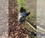 Small Photo #1 Australian Cattle Dog Puppy For Sale in OREGON HOUSE, CA, USA
