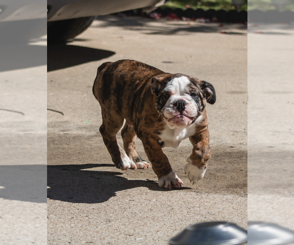 Medium Photo #24 Olde English Bulldogge Puppy For Sale in OVERLAND, KS, USA