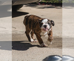 Small Photo #24 Olde English Bulldogge Puppy For Sale in OVERLAND, KS, USA