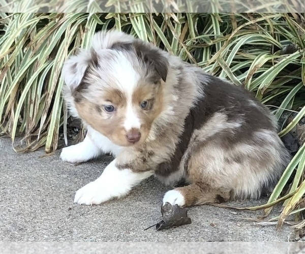 Medium Photo #11 Miniature Australian Shepherd Puppy For Sale in HOWE, OK, USA
