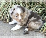 Small Photo #11 Miniature Australian Shepherd Puppy For Sale in HOWE, OK, USA
