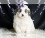 Puppy Hannah Goldendoodle (Miniature)