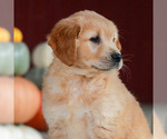 Lilac - Female Golden Retriever Puppy for Sale - Photo #2