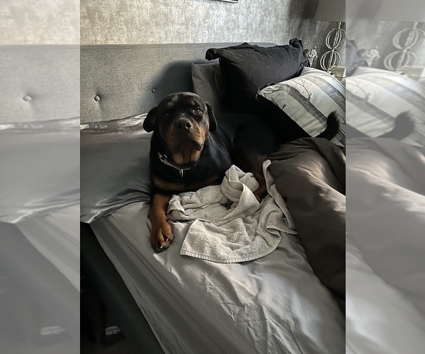 Medium Photo #3 Rottweiler Puppy For Sale in RIVERSIDE, CA, USA