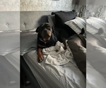Small #2 Rottweiler